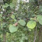 Round-Leaved Serviceberry (Amelanchier sanguinea)