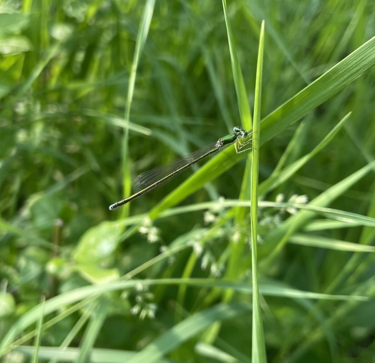 Sedge Sprite (Nehalennia irene)