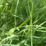 Sedge Sprite (Nehalennia irene)