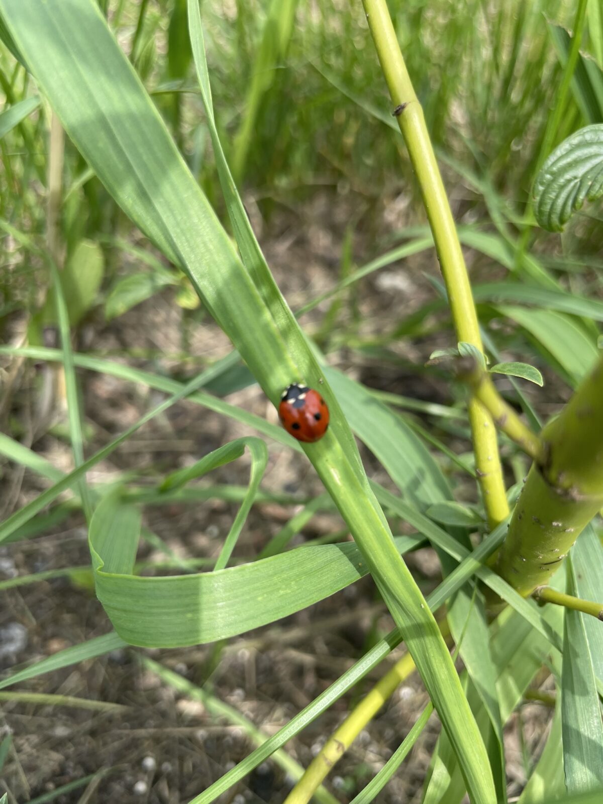 Seven-Spotted Ladybug (Coccinella septempunctata)