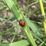 Seven-Spotted Ladybug (Coccinella septempunctata)