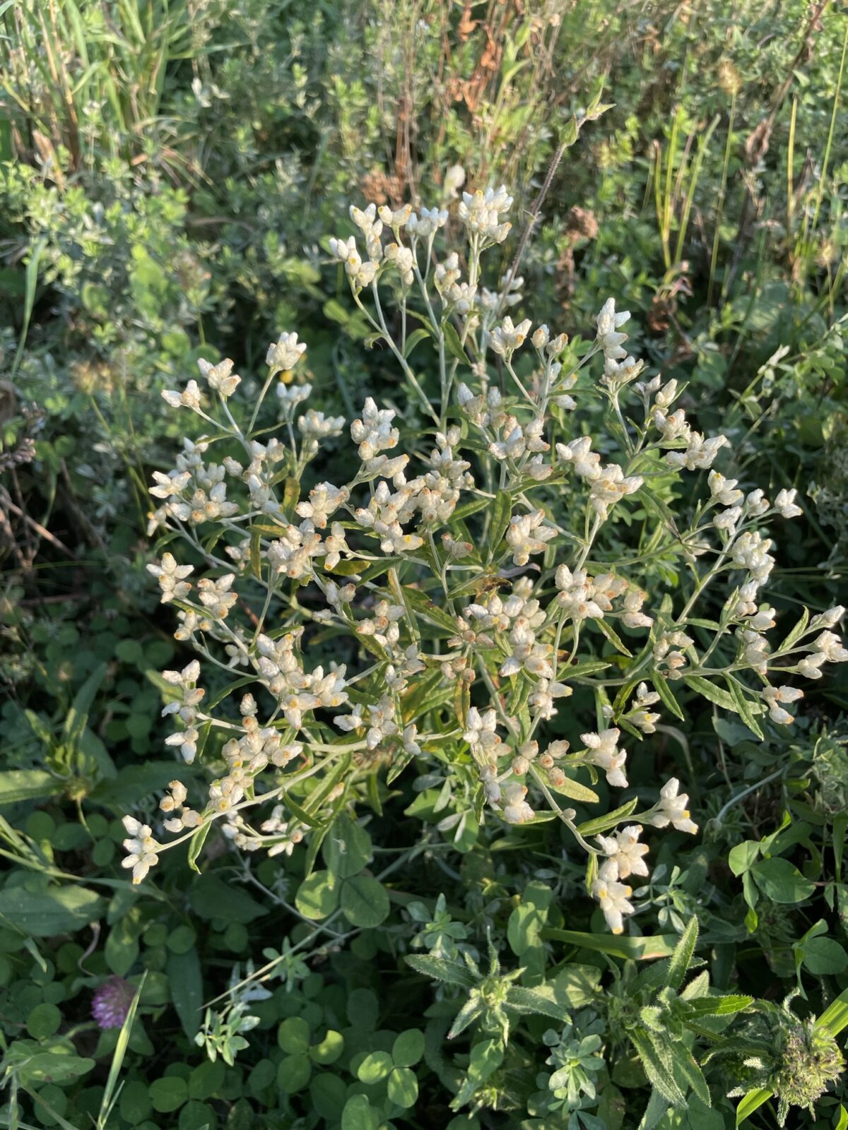 Sweet Everlasting (Pseudognaphalium obtusifolium)