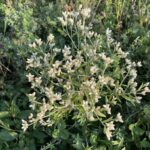 Sweet Everlasting (Pseudognaphalium obtusifolium)