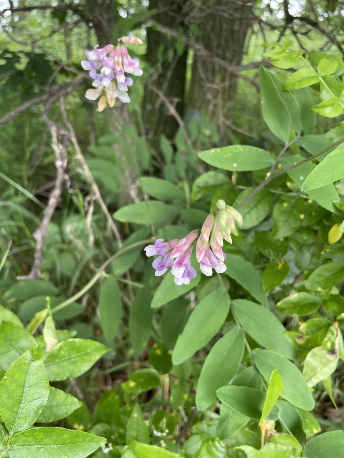 Veiny Pea (Lathyrus venosus)