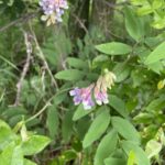 Veiny Pea (Lathyrus venosus)