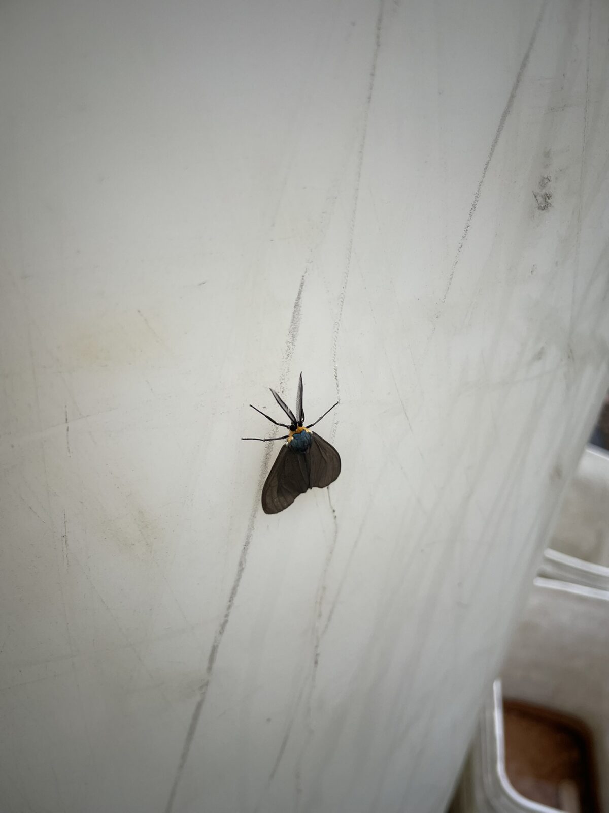 Virginia Ctenucha (Ctenucha virginica)