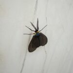Virginia Ctenucha (Ctenucha virginica)