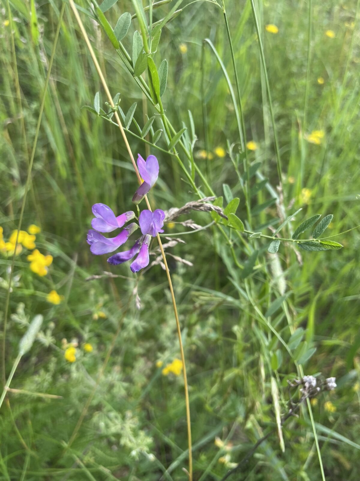 American Vetch (Vicia americana)