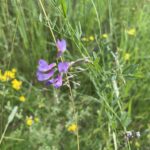 American Vetch (Vicia americana)