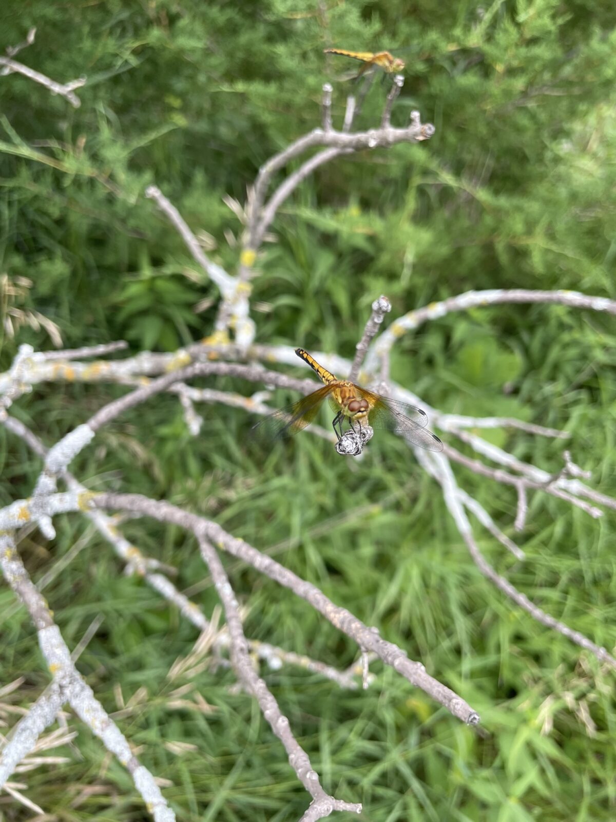 Band-Winged Meadowhawk (Sympetrum semisinctum)