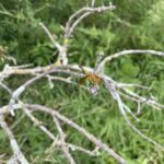 Band-Winged Meadowhawk (Sympetrum semisinctum)
