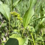 Crested Sedge (Carex cristatella)