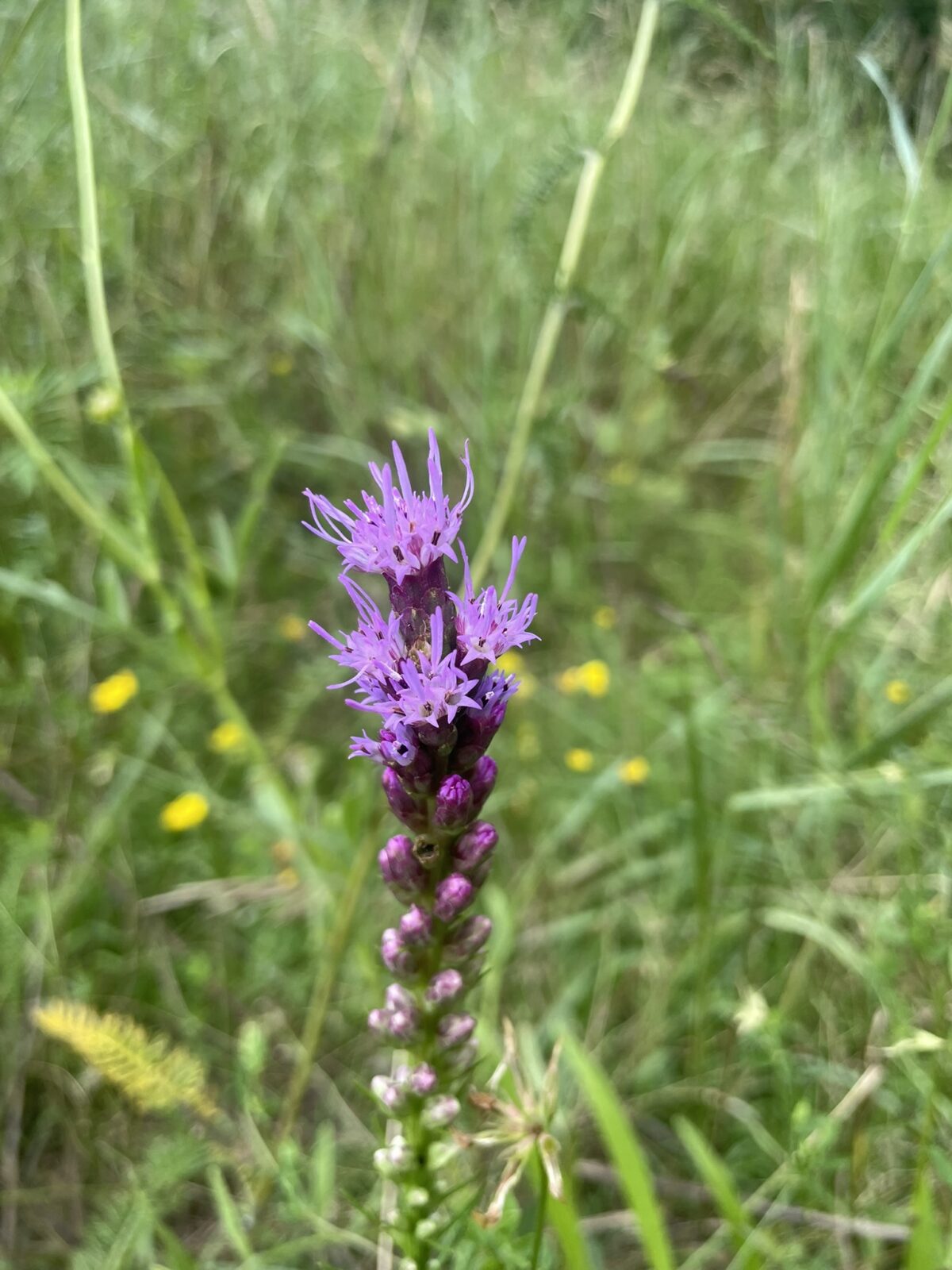 Dotted Blazing Star (Liatris punctata)