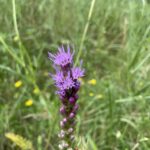 Dotted Blazing Star (Liatris punctata)