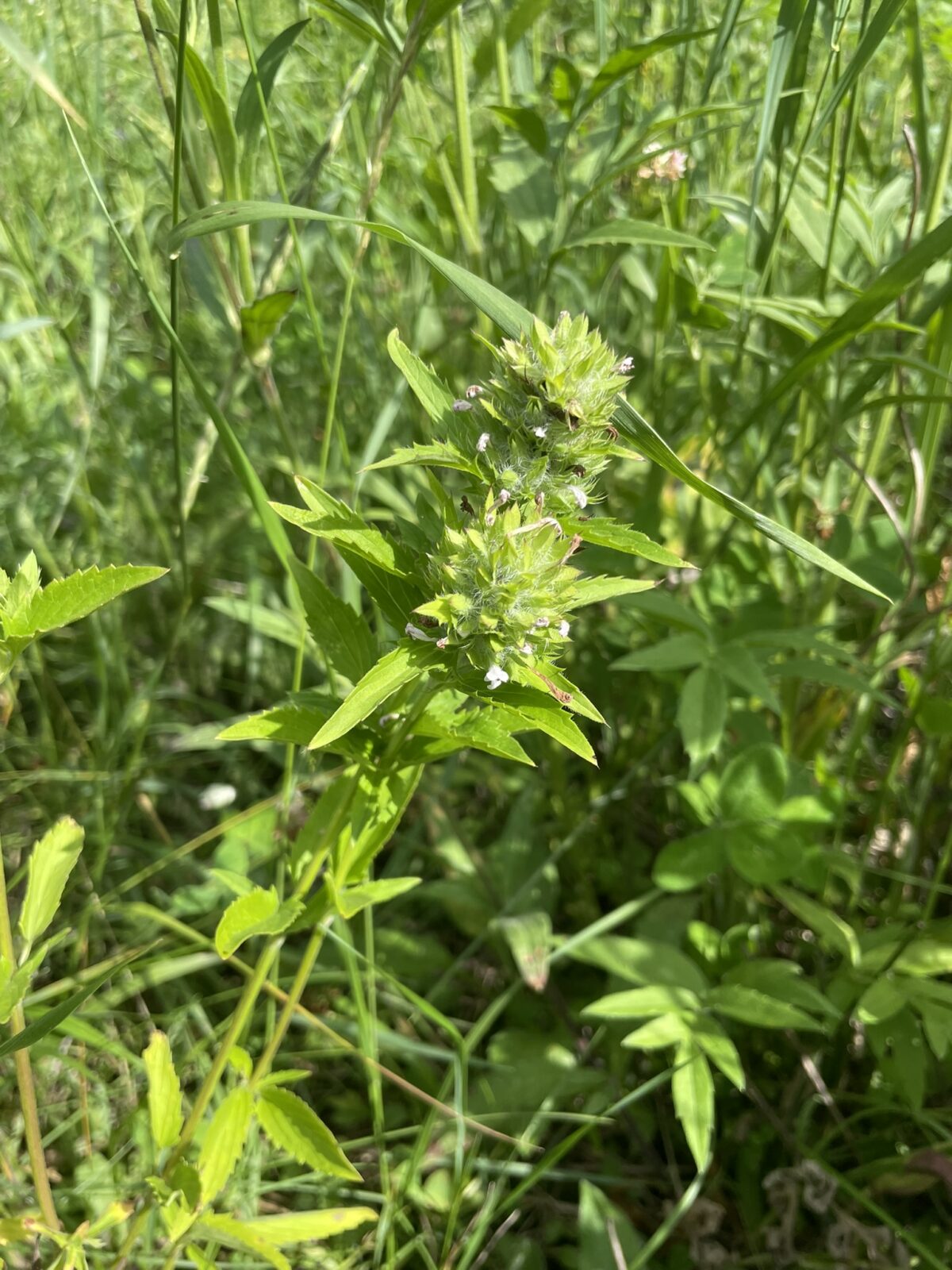 American Dragonhead (Dracocephalum parviflorum)