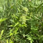 American Dragonhead (Dracocephalum parviflorum)