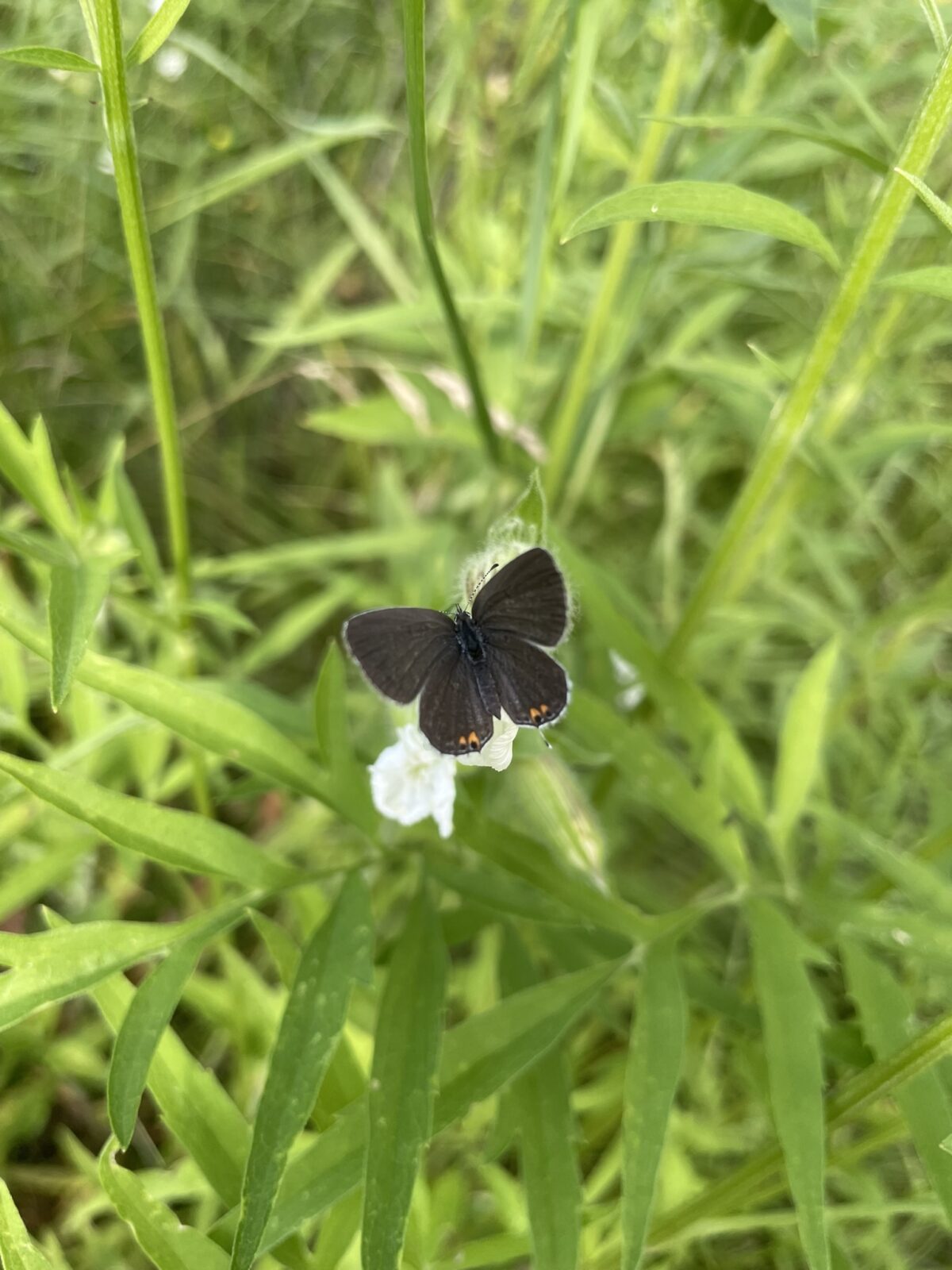 Eastern Tailed-Blue (Everes comyntas)