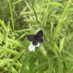 Eastern Tailed-Blue (Everes comyntas)