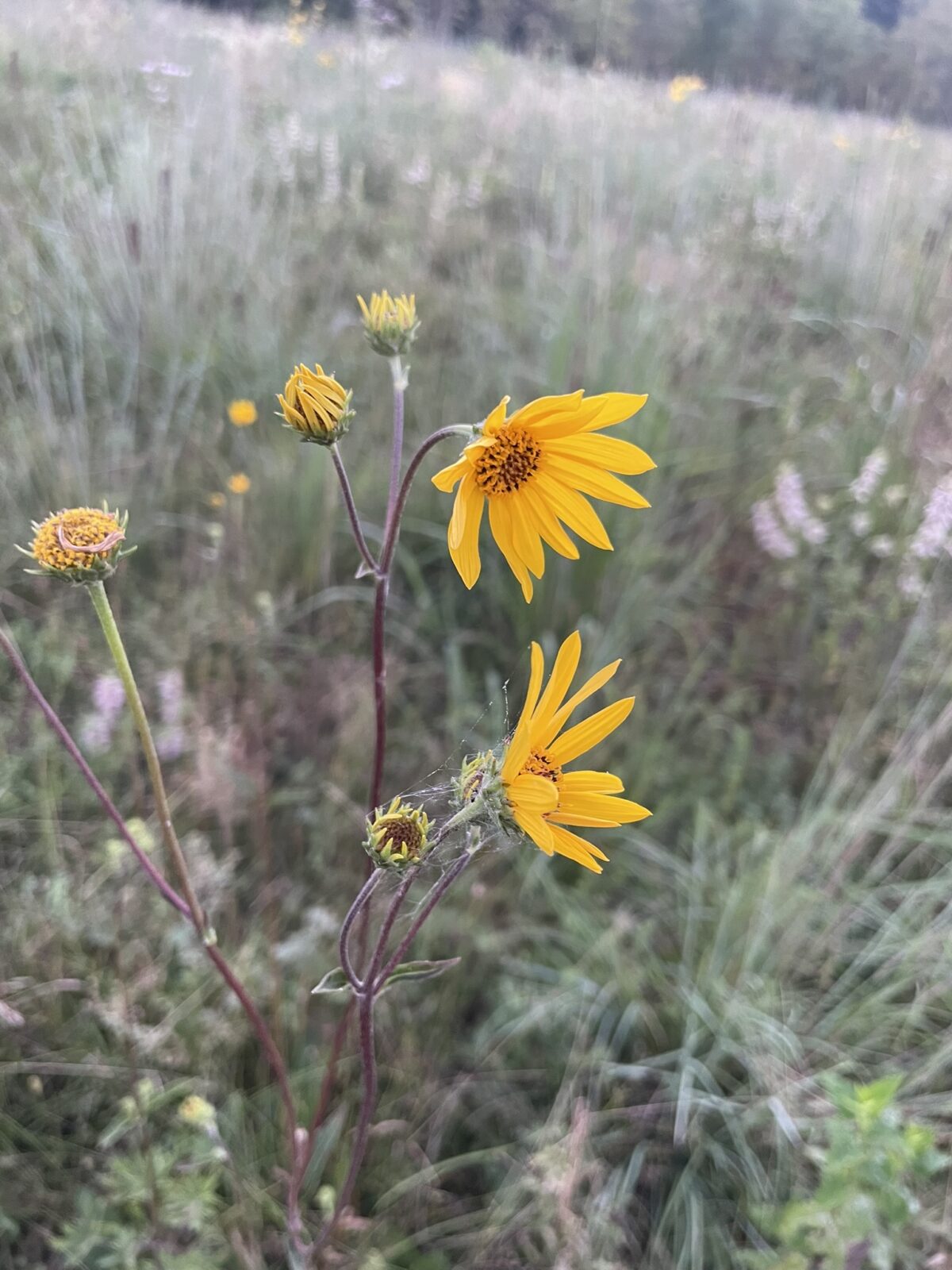 Few-leaf Sunflower (Helianthus occidentalis)