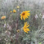 Few-leaf Sunflower (Helianthus occidentalis)