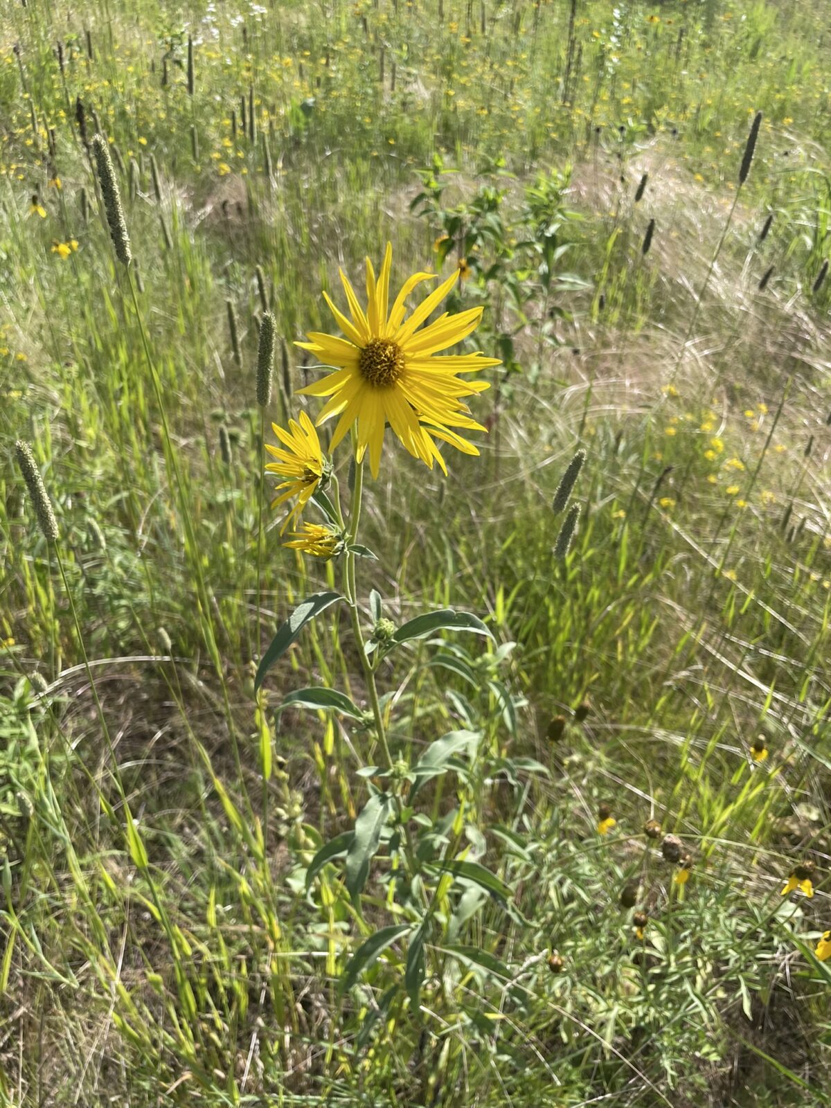 Maximilian Sunflower (Helianthus maximiliani)