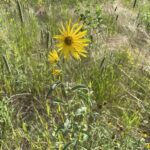 Maximilian Sunflower (Helianthus maximiliani)