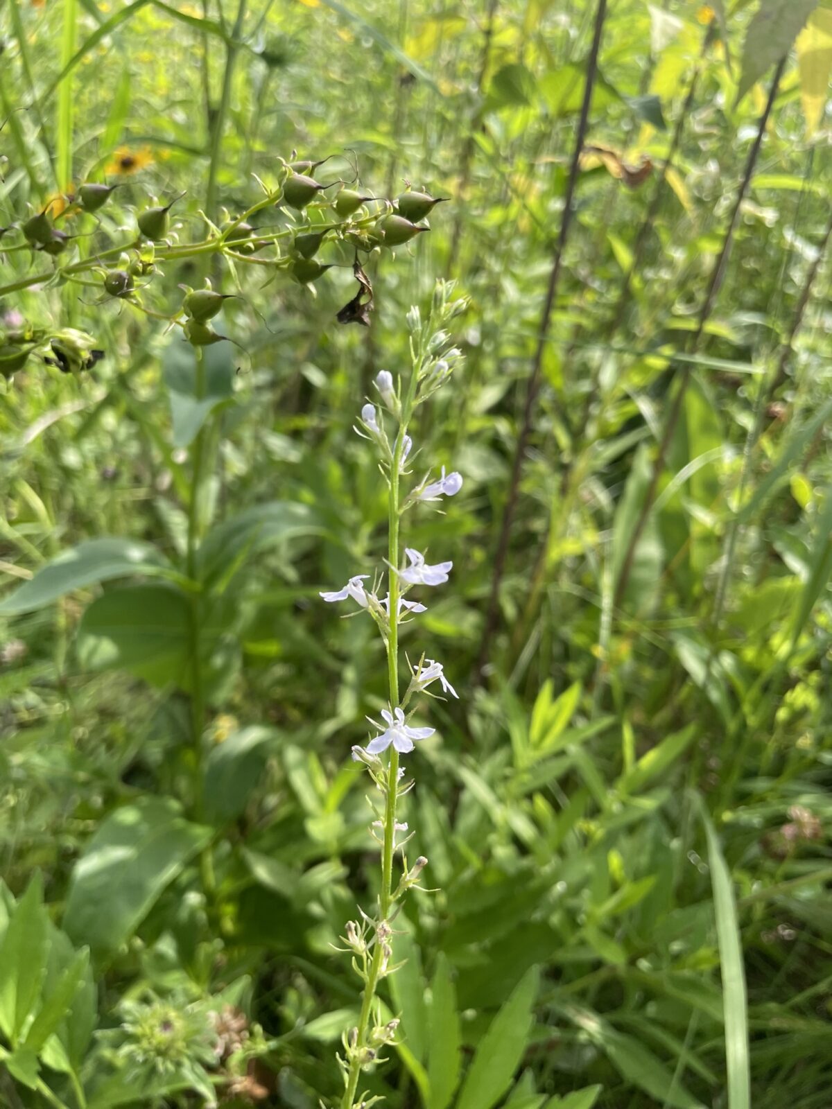 Pale-spike Lobelia (Lobelia spicata)