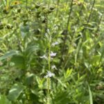 Pale-spike Lobelia (Lobelia spicata)