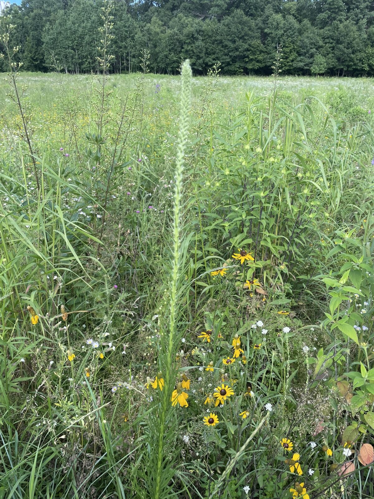 Prairie Blazing Star (Liatris pycnostachya)