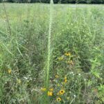Prairie Blazing Star (Liatris pycnostachya)