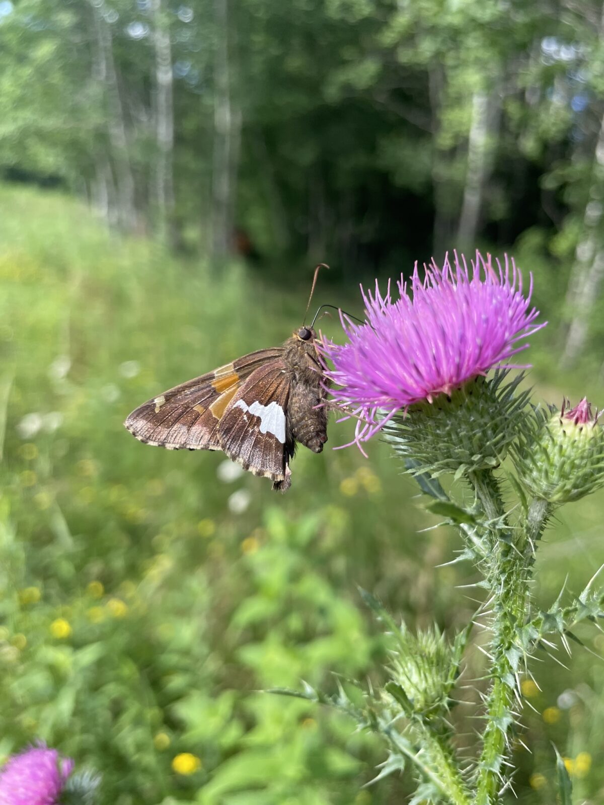 Silver-Spotted Skipper (Epargyreus clarus)
