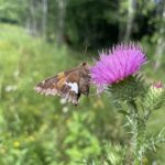 Silver-Spotted Skipper (Epargyreus clarus)