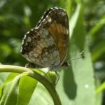 Silvery Checkerspot (Chlosyne nycteis)