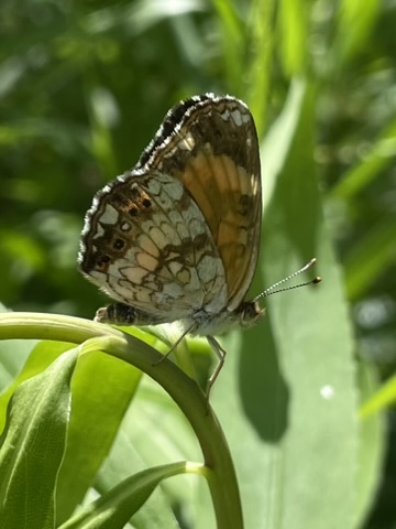 Silvery Checkerspot (Chlosyne nycteis)