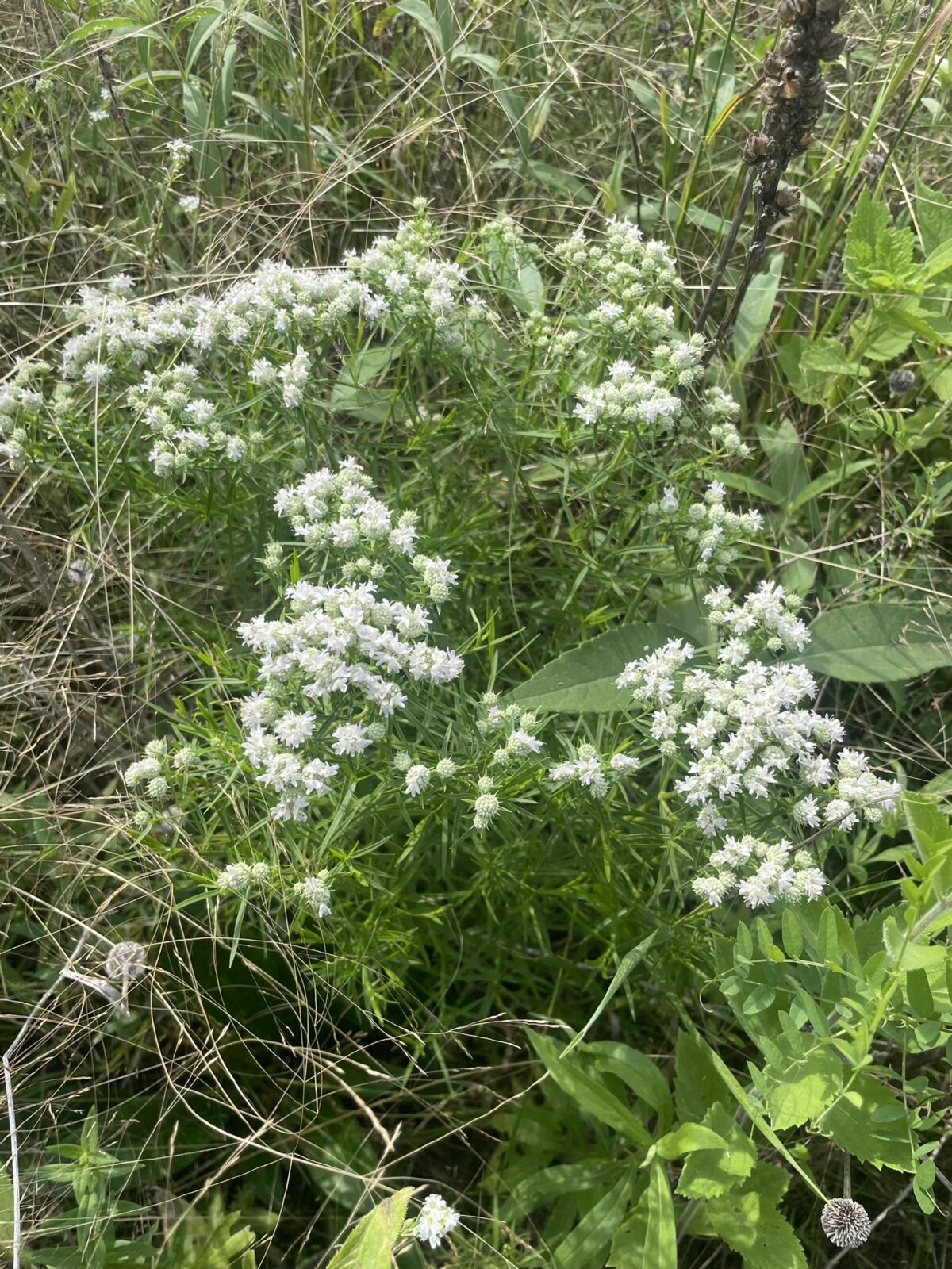 Slender Mountain Mint (Pycnanthemum tenuifolium)
