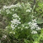 Slender Mountain Mint (Pycnanthemum tenuifolium)