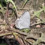 Summer Azure (Celastrina ladon)