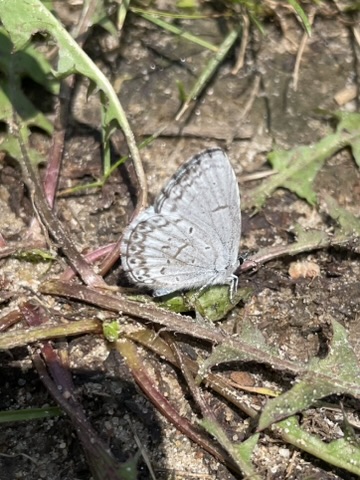 Summer Azure (Celastrina ladon)