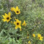 Tall Coreopsis (Coreopsis tripteris)