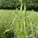 Virginia Wild Rye (Elymus virginicus)