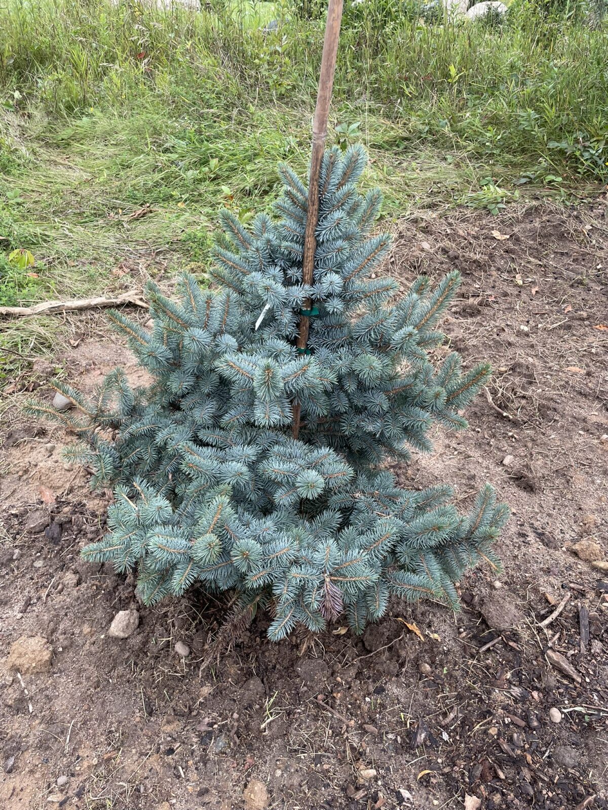 Avatar Blue Spruce (Picea pungens ‘Avatar’)
