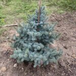 Avatar Blue Spruce (Picea pungens ‘Avatar’)