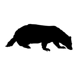 American Badger (Taxidea taxus)