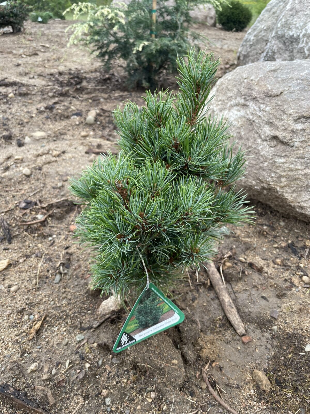 Bergman Japanese White Pine (Pinus parviflora ‘Bergman’)