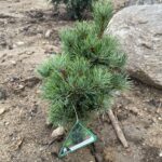 Bergman Japanese White Pine (Pinus parviflora ‘Bergman’)