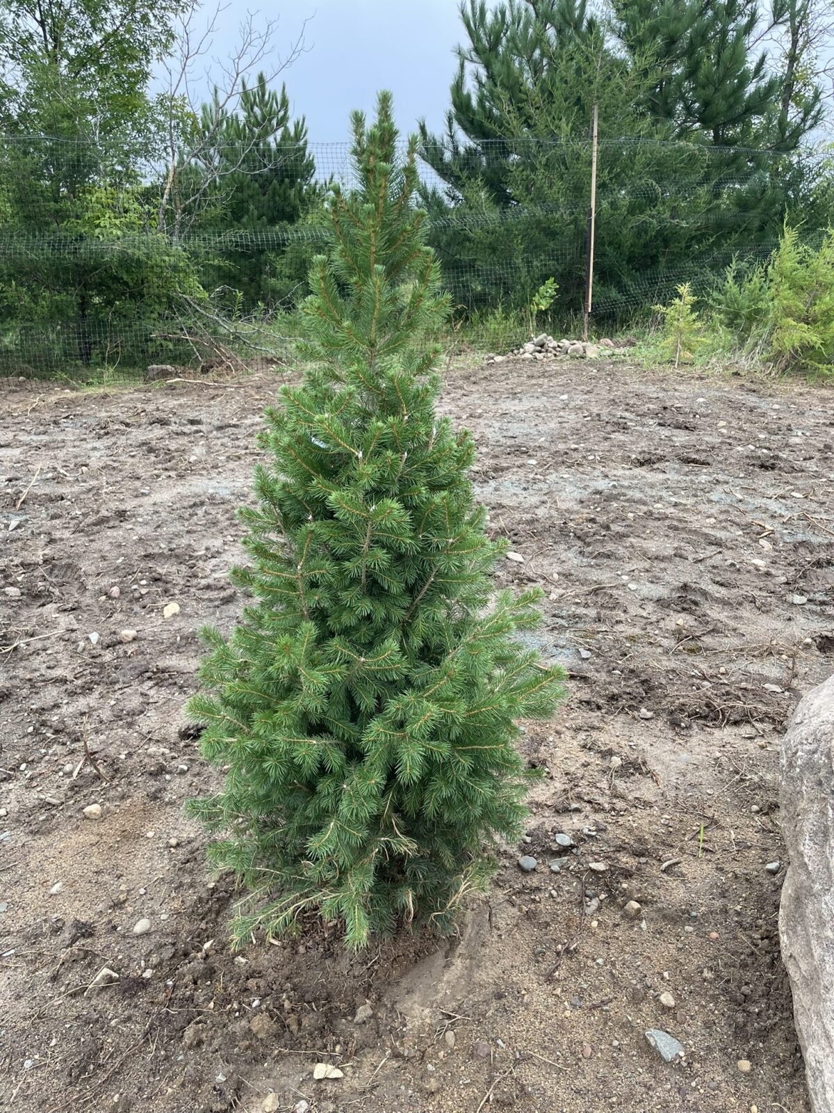 Big Berta White Spruce (Picea glauca ‘Big Berta’)