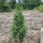 Big Berta White Spruce (Picea glauca ‘Big Berta’)
