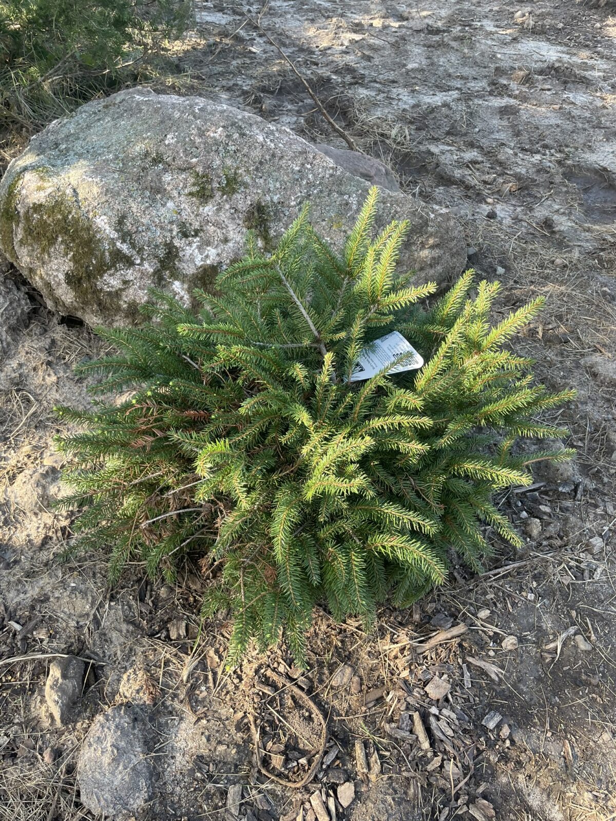 Bird’s Nest Spruce (Picea abies ‘Nidiformis’)