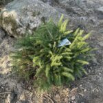 Bird’s Nest Spruce (Picea abies ‘Nidiformis’)
