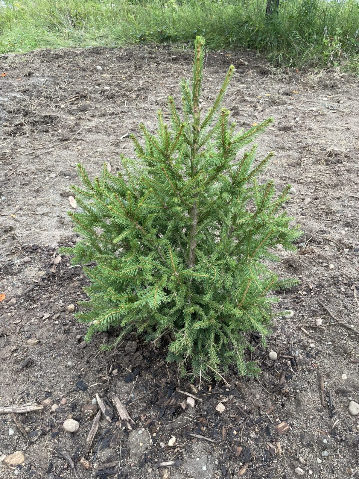 Blaze Norway Spruce (Picea abies ‘Blaze’)